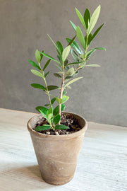 Olive Tree, 4" Pot