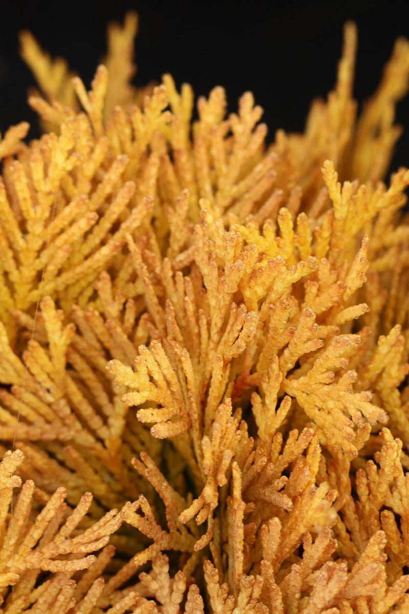 Arborvitae, Amber Glow (Jantar) – Chalet