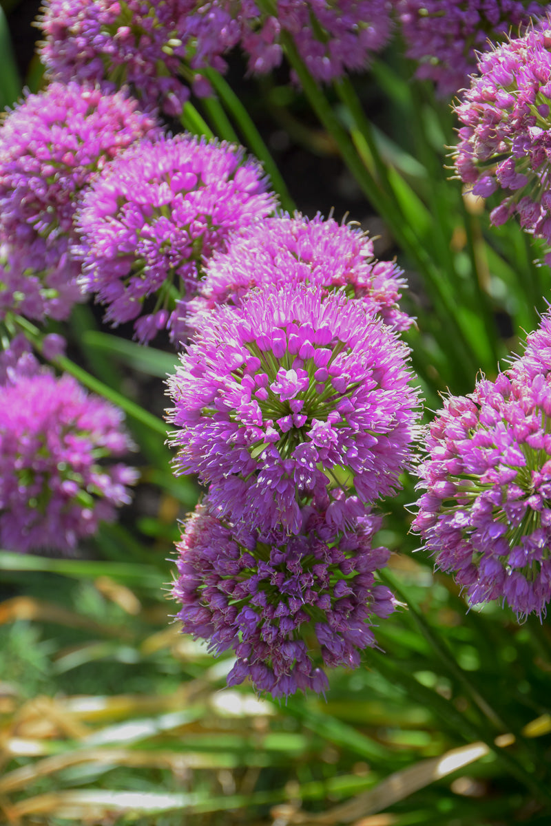 Allium, Serendipity – Chalet