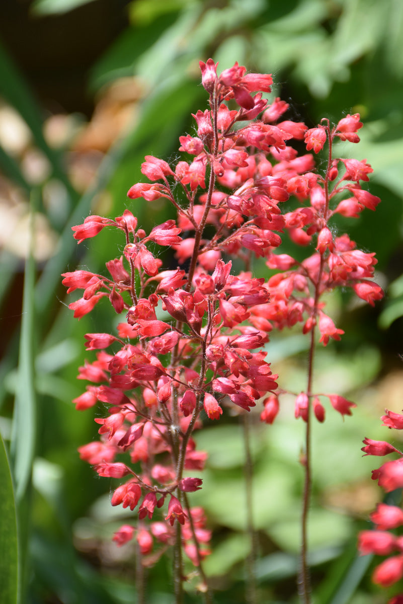 house plant with bell shaped flowers Coral Bells, Firefly – Chalet