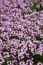 Groundcover, Thyme Red Creeping