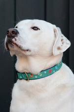 Up Country Pickleball Collar Large