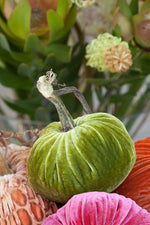 Plush Pumpkin Velvet Pumpkin 4" Chartreuse