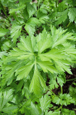 Seed Savers Hosszu Parsley