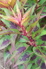 Seed Savers Himalayan Celosia Amaranth