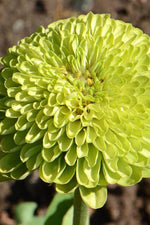 Seed Savers Envy Zinnia