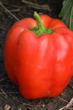 Seed Savers Joe's Big Blocky Red Pepper