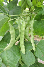 Seed Savers Dallas Edwards Bean