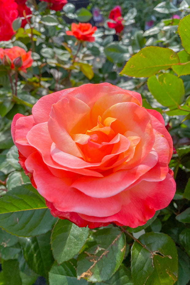 Rose, Colorific