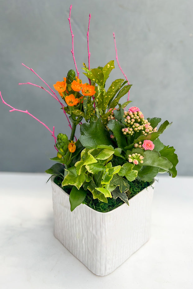 Chalet Signature Kalanchoe Pink, Linen cube 7 in