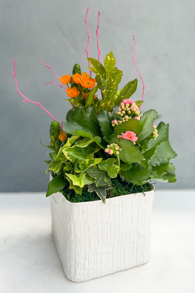 Chalet Signature Kalanchoe Pink, Linen cube 7 in