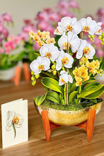 FreshCut Paper Serenity Orchid