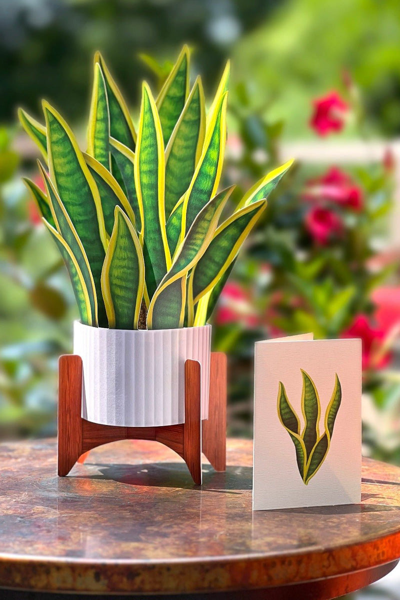 snake plant as a gift FreshCut Paper Snake Plant – Chalet