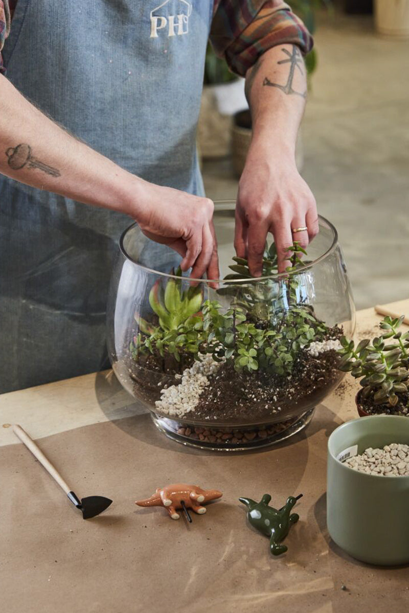 terrarium plants chicago Discovery Terrarium 10" x 8"