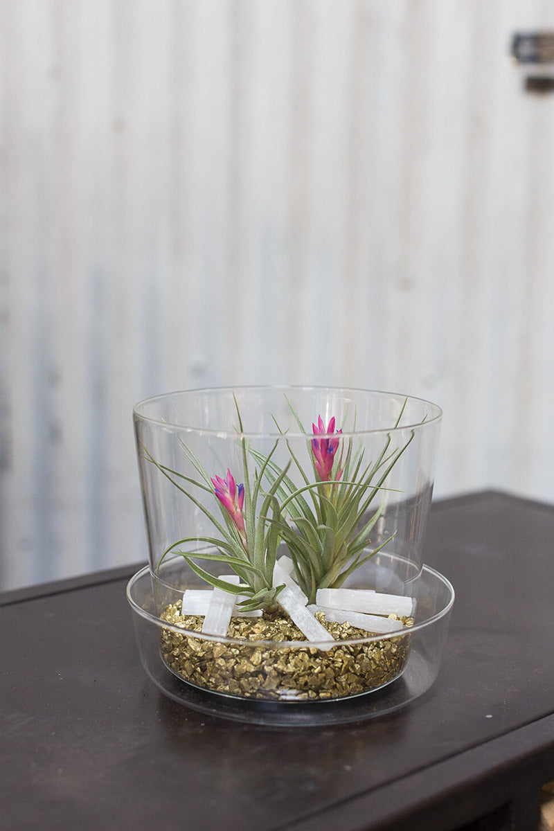 small glass plant pots Glass Pot with Saucer 6.25"x 5" – Chalet