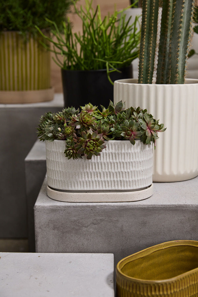 large indoor plant pots with saucers Zelle Planter with Saucer 9"X5.5"