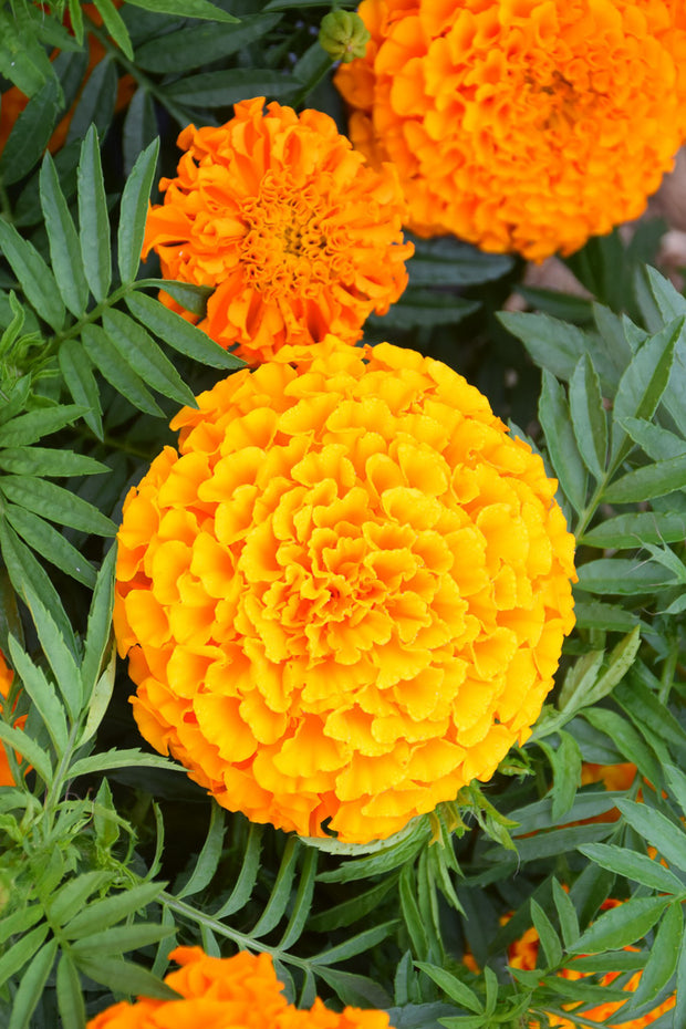 Marigold Taishan Orange