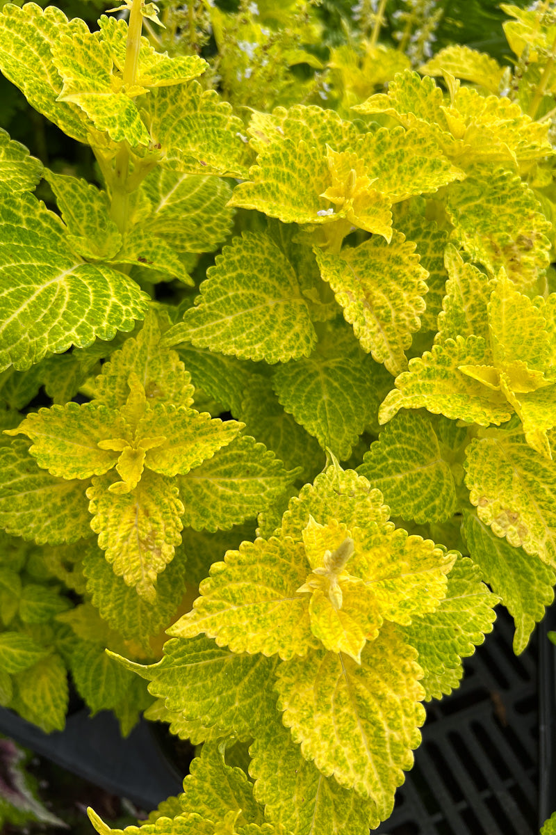 Coleus Electric Lime – Chalet