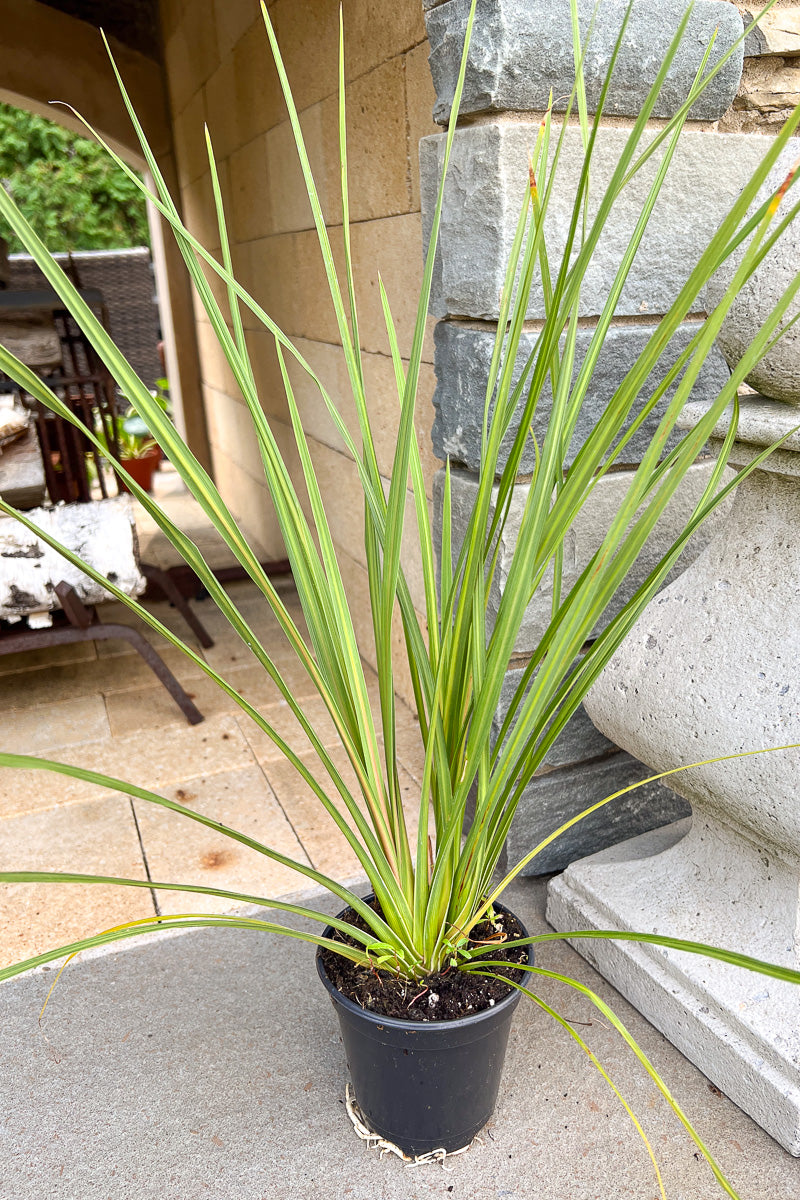 dracaena spike plant Dracaena, Spike