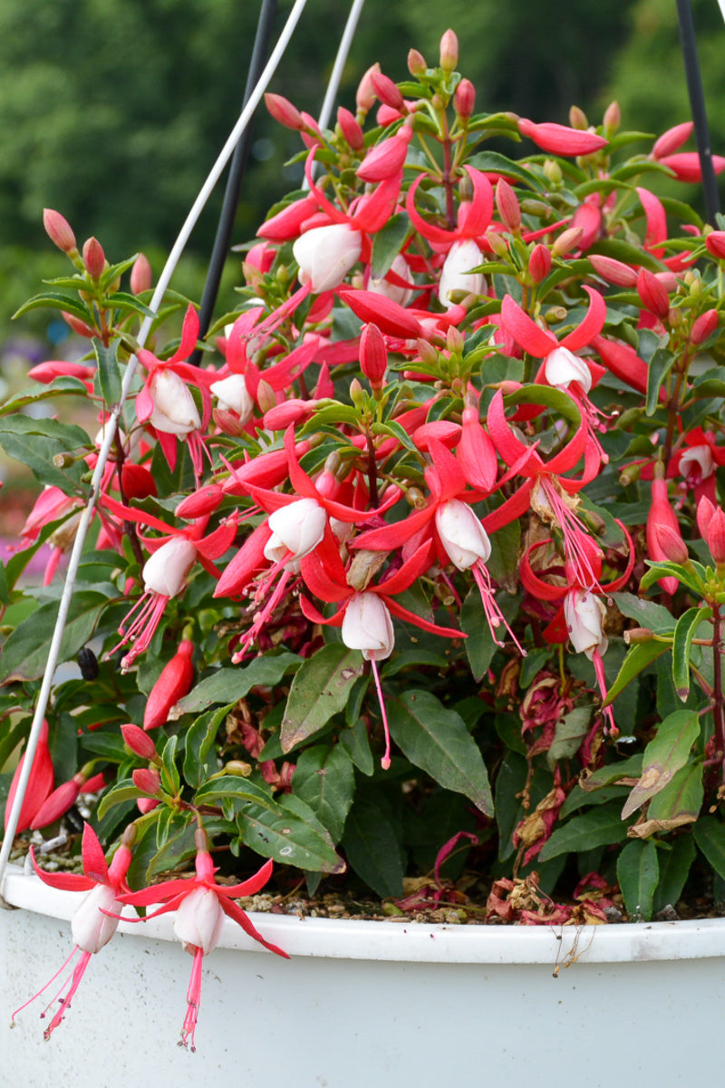 Fuchsia Bella Evita – Chalet