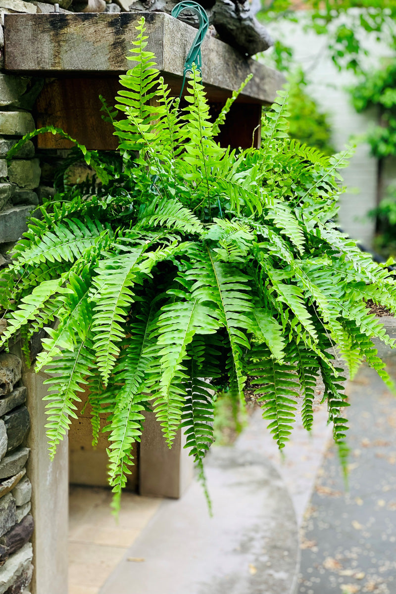 boston fern hanging plant Fern Boston