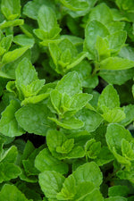 Seed Savers Spearmint