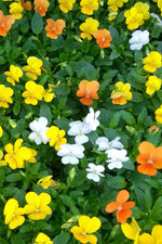Pansy, Viola Sorbet Citrus Mix 4"