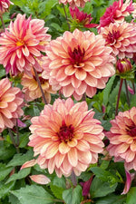 DeVroomen Dahlia Creme de Cognac 1/pk