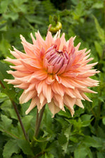 DeVroomen Dahlia Decorative Fairway Spur 1 Pack