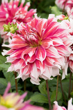 DeVroomen Dahlia Frost Nip 1/pk