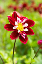 DeVroomen Dahlia Mary Eveline 1/pk