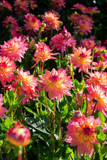 DeVroomen Dahlia Melody Dora 1/pk