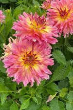 DeVroomen Dahlia Go-Go Pink-Yellow 1/pk