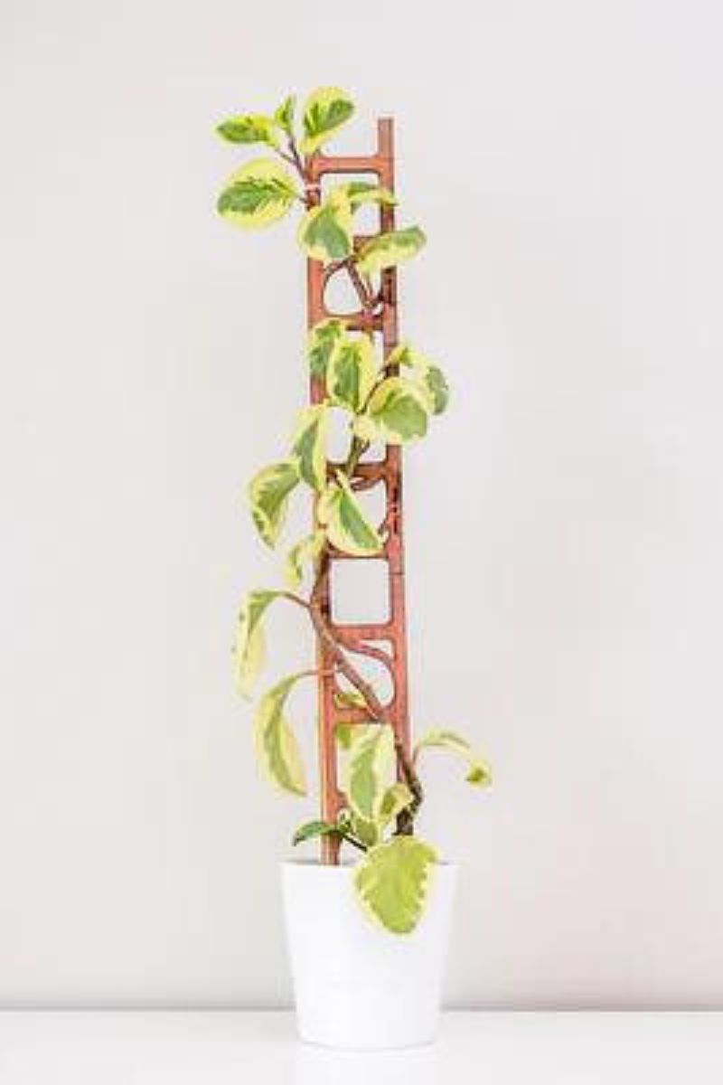 treleaf plant trellis Treleaf Stella Regular Kit Cedar Plant Trellis