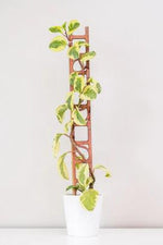 Treleaf Stella Regular Kit Cedar Plant Trellis