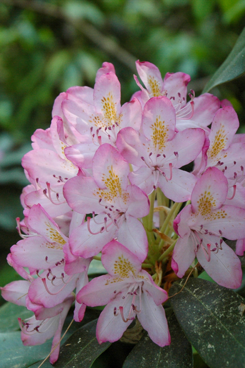 Rhododendron, Independence