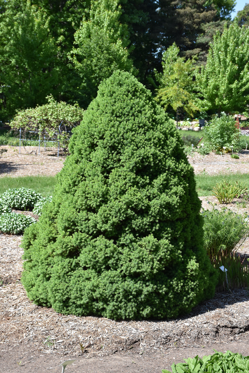 Seasonal Dwarf Alberta – Chalet