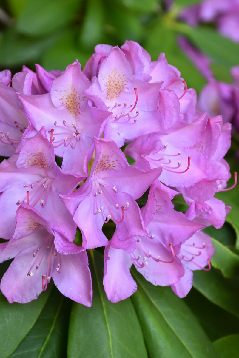 rhododendron info Rhododendron, Purple Elegans