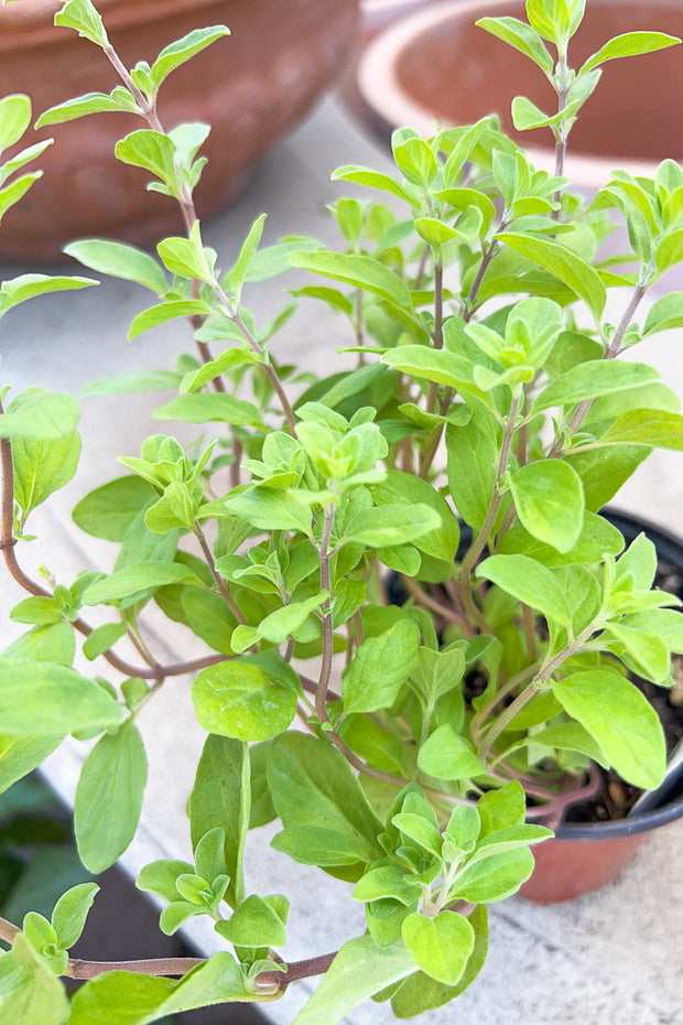 Organic Herb, Marjoram