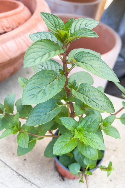 Organic Herb, Mint Peppermint