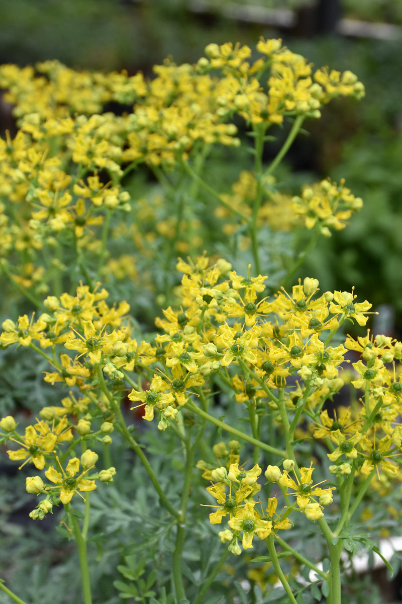 Herb, Rue – Chalet