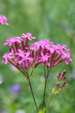 Botanical Interests Honesty Money Plant Seeds