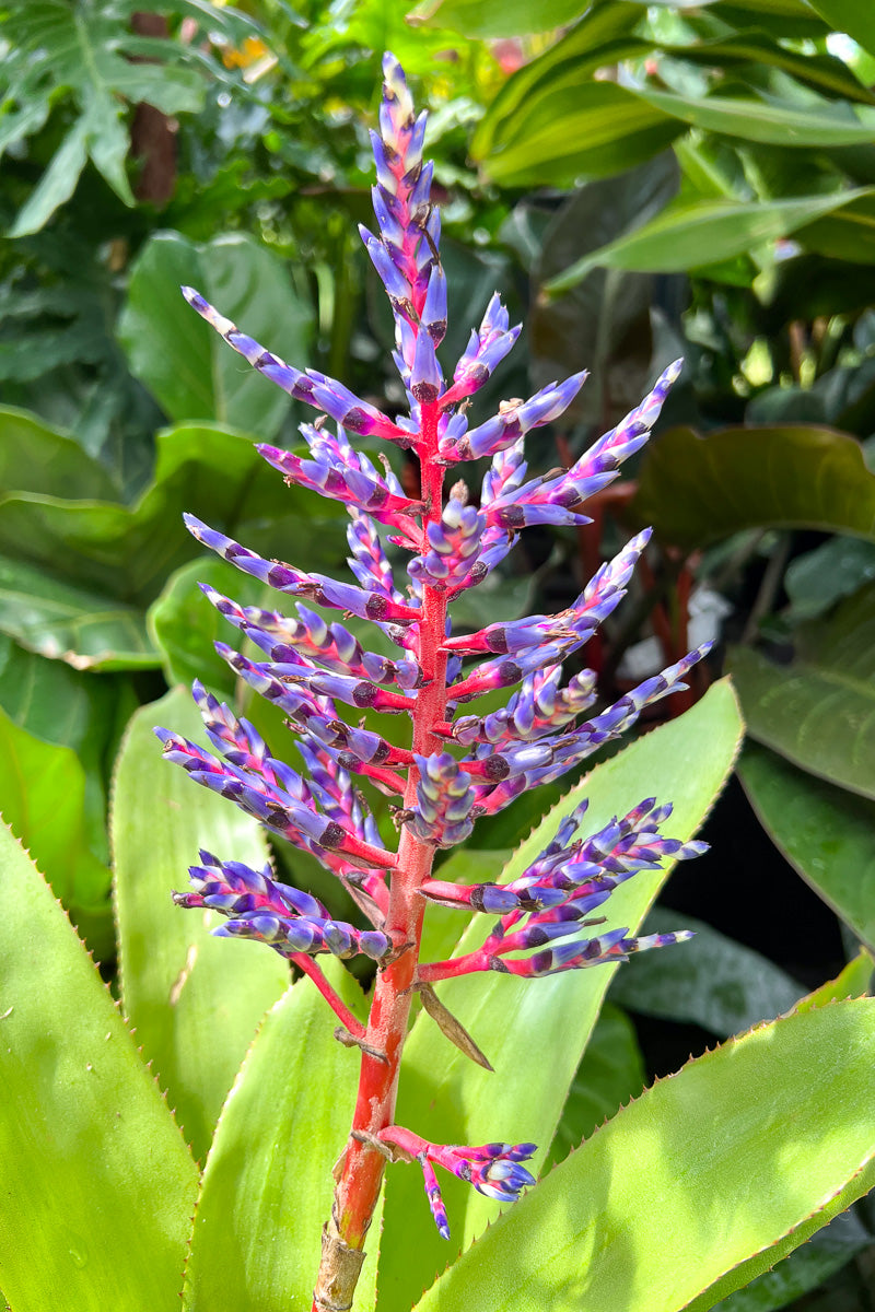 bromeliad house plants Bromeliad, De El Mar 6" – Chalet