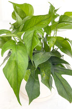 Pothos, Baltic Blue 4"