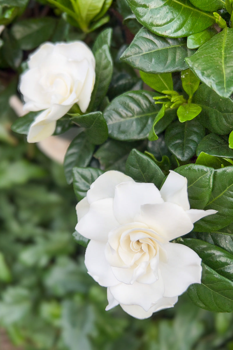 gardenia plant indoor Gardenia, 6