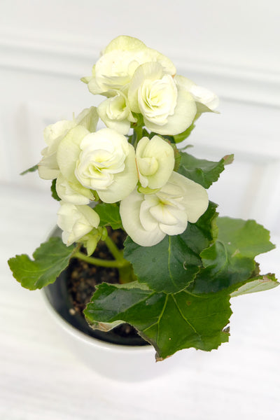 Begonia, Rieger White 4"