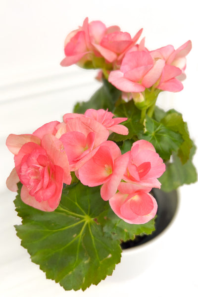 Begonia, Rieger Pink 4"