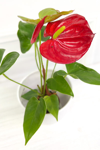 Anthurium,Species, Red 3"