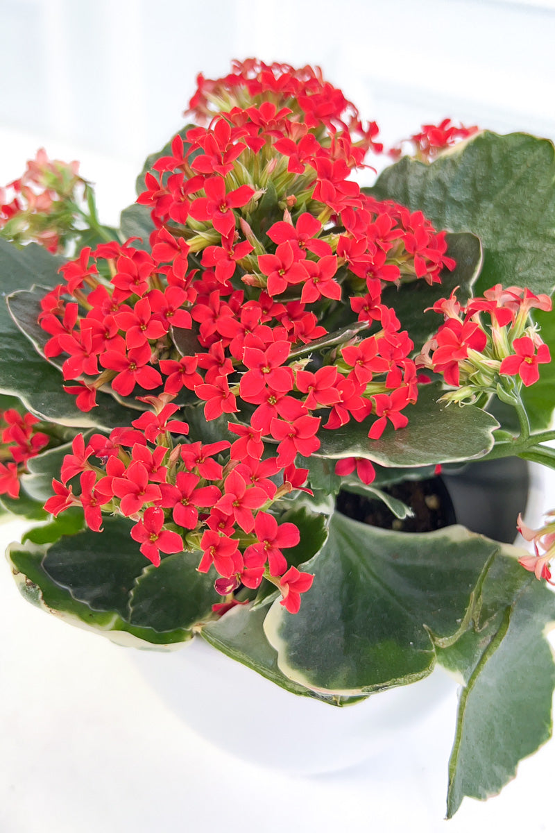 house plant with scalloped leaves Kalanchoe, Kandy Kane Plain 4"
