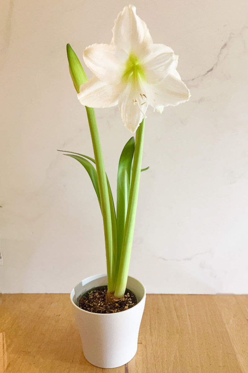 white amaryllis lily Amaryllis, 2 stem Double White 6" – Chalet